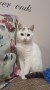 Ariel_N (2)